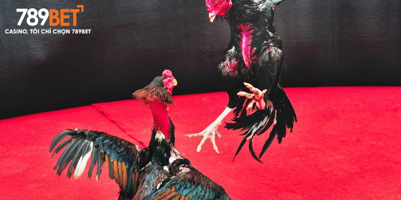Đá Gà 789BET – Luật chơi minh bạch, dễ hiểu